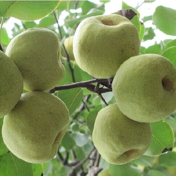 2015年现摘新鲜水果有机5斤批发应季酥梨5斤包邮