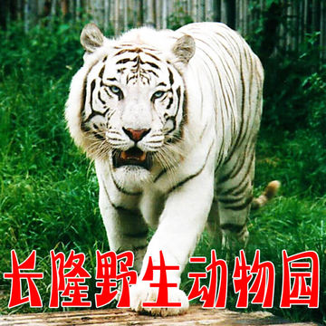 广州番禺长隆野生动物园香江动物世界门票成人儿童长者票电子票