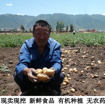 梯田王国庄浪马铃薯 新鲜土豆农家有机自种洋芋黄心土豆 五斤包邮