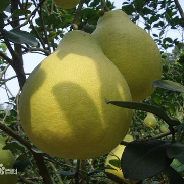 云南德宏瑞丽亚热带水果新鲜柚子 皮薄肉甜籽少白心蜜柚 2个约7斤