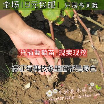 果树苗木 葡萄苗 盆栽地栽葡萄树苗 结果苗 24个品种 果大 包成活