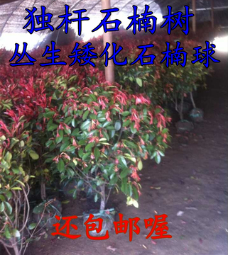 出售 庭院四季常青植物 高杆红叶石楠树 球形 红叶石楠苗包邮