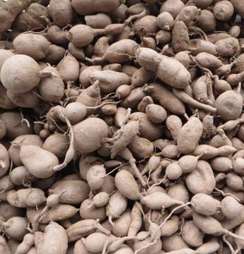 金果榄种子种苗山慈菇种子地苦胆种子200元一公斤