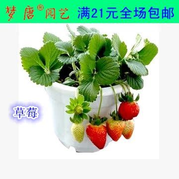 当年结果盆栽草莓苗【赛娃】果树苗.奶油草莓.四季结果 多个品种