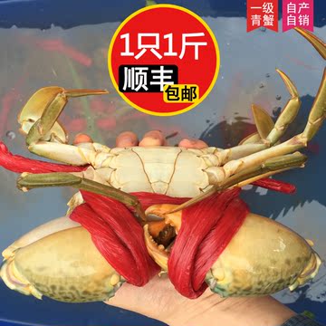 广州南沙青蟹 特级公蟹(肉蟹)1只1斤 鲜活海鲜 大螃蟹红鲟蟹赤蟹