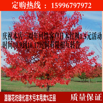 绿化苗木美国红枫树苗庭院盆栽日本红枫三季红红枫小苗红枫苗