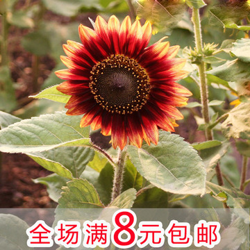 彩包X5 花卉种子 降红向日葵花种子盆栽花花草种子 四季阳台易种