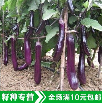 杭茄一号新款简单简装四季蔬菜种子长种子 盆栽瓜果蔬菜籽 红茄子