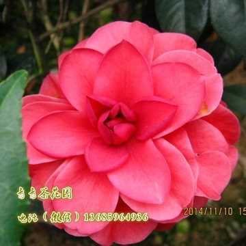 茶花苗红珍珠 绿植盆栽产地直销 青青茶花园特价促销中 深红色