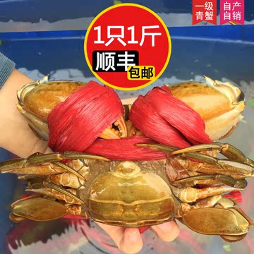 广州南沙青蟹 特级母蟹(膏蟹)1只1斤 鲜活海鲜 大螃蟹红鲟蟹赤蟹
