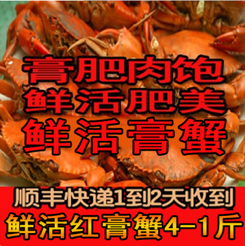 （鲜活大红膏蟹）蟹.螃蟹.青蟹.鲜活海产品.母蟹.蝤蛑.海货.活蟹