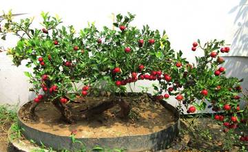 山楂树苗阳台庭院南北方果树苗 室内造型结果带果果树盆栽