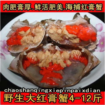 （野生红膏蟹) 鲜活海蟹.青蟹.红蟳.海蟹.螃蟹.活蟹.海产品.母蟹
