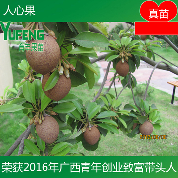 正宗台湾人心果盆栽树苗 优质品种水果王果树带杯带土发货不修剪