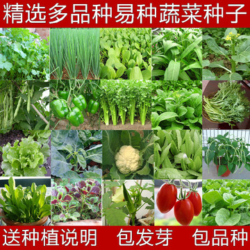 四季蔬菜 小白菜香菜萝卜辣椒黄秋葵草莓茄香葱韭菜苦瓜種子