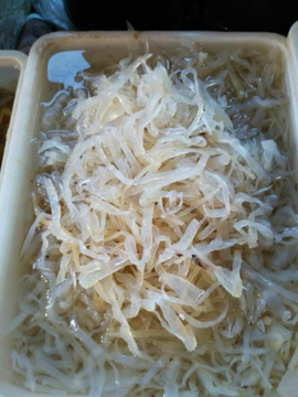 温州市洞头区特产海蜇海鲜水产野生凉菜冷菜1斤包邮
