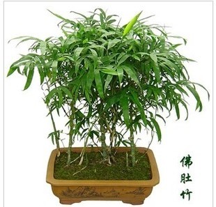 观赏竹子 佛肚竹 状如佛肚/ 形状奇特/ 室内植物盆栽 竹子