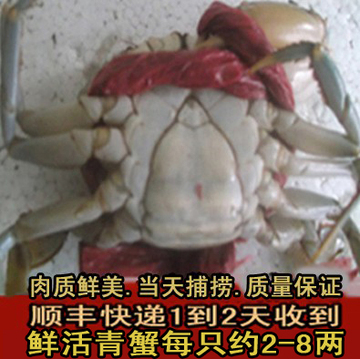 （单钳青蟹）肉蟹.野生海蟹.活螃蟹.奄仔蟹.海产品鲜活.鲜活海鲜