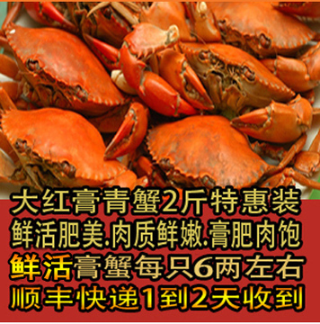 红膏蟹.母蟹.赤蟹.胜三门青蟹.鲜活海鲜.海产品野生活蟹（2斤装)