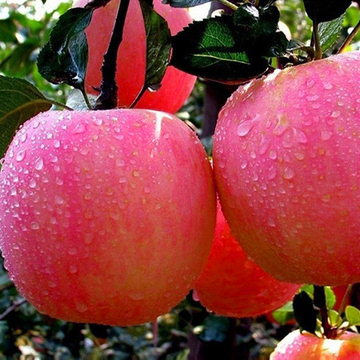 陕西洛川苹果新鲜水果脆皮红富士苹果孕妇红富士特产20斤包邮