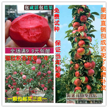 果树苗红肉苹果苗苹果树苗嫁接苗红富士南方北方种植盆栽地栽