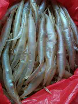 鳗鱼鱼胶正品花胶鱼鳔孕妇坐月子保健滋补品水产海鲜干货500g