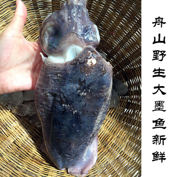 舟山野生墨鱼1斤2条左右 3斤起拍 可与其他鱼虾混拍