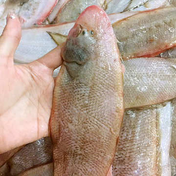 舟山野生龙利鱼1斤4-6条3斤起拍可玉其余鱼虾混拍